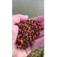 TOP MIX Dynamic Carp feeding pellets-Chocolate Orange